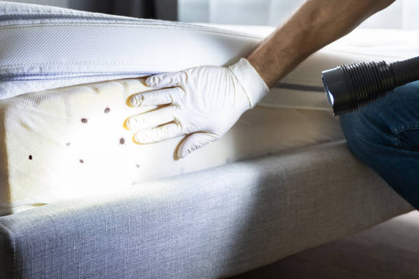 Best Bed Bug Extermination  in Bawcomville, LA