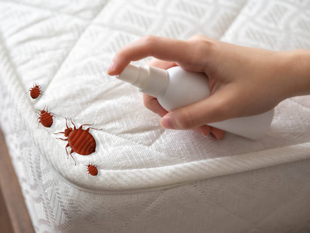 Best Bed Bug Extermination  in Bawcomville, LA