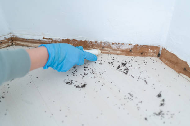 Best Termite Control Services  in Bawcomville, LA